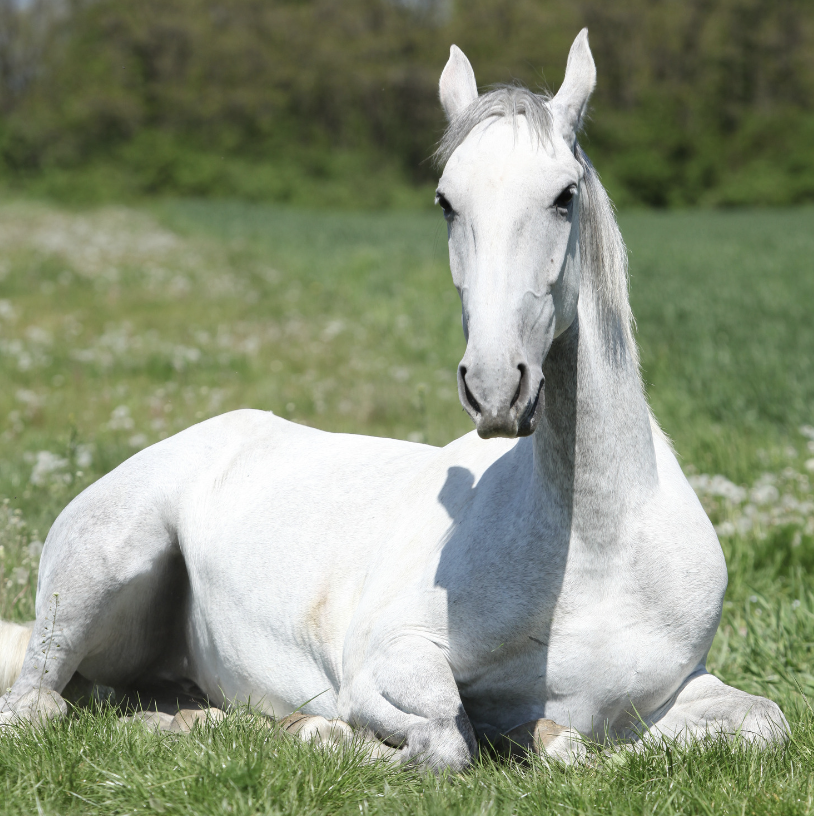 reconnaître une colique cheval